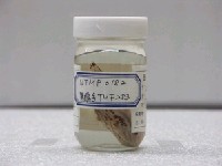 藏品(條紋躄魚)的圖片